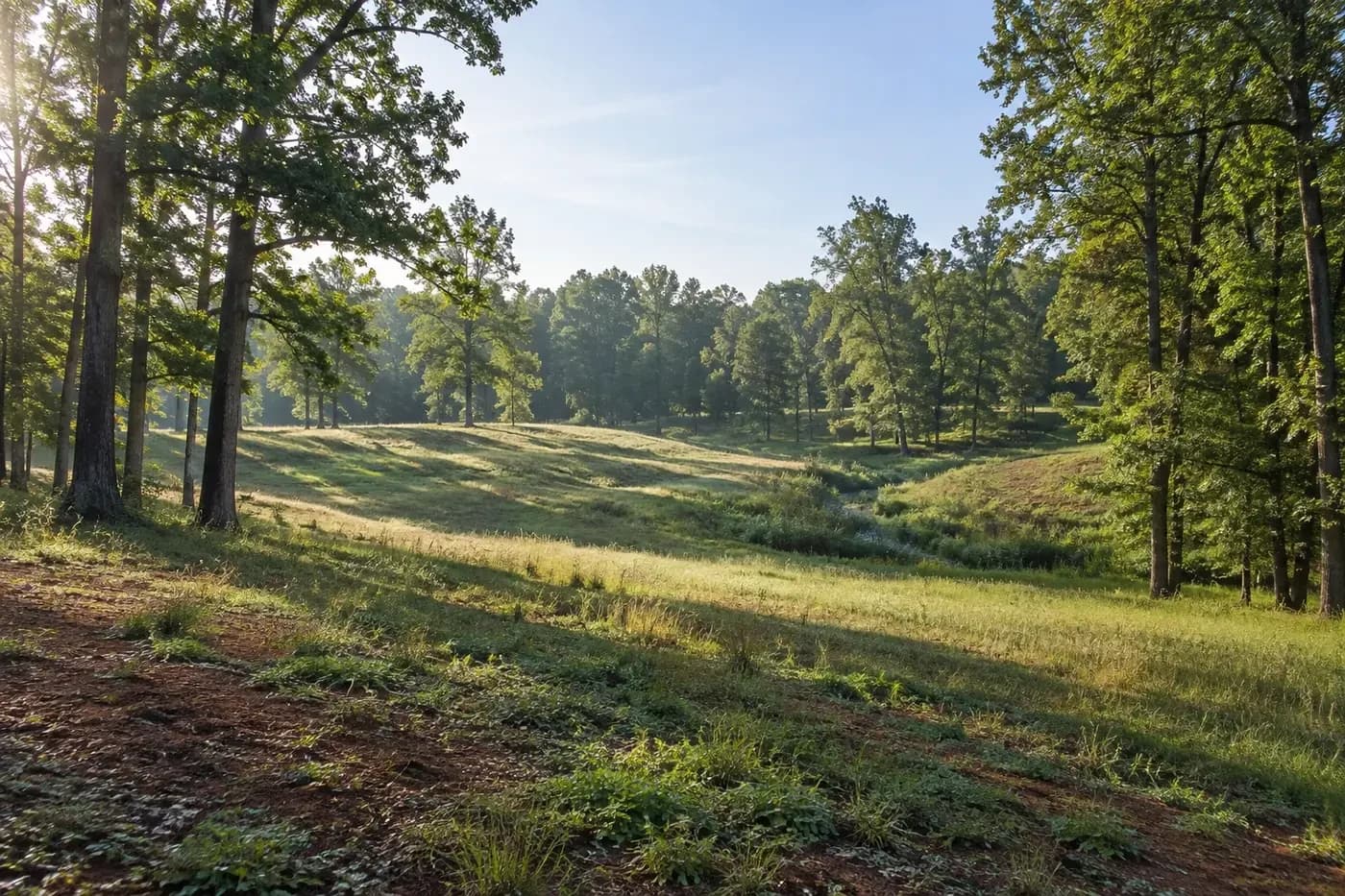 Illustrative wooded Charlotte-area homesite with rolling grade and a natural drainage low point