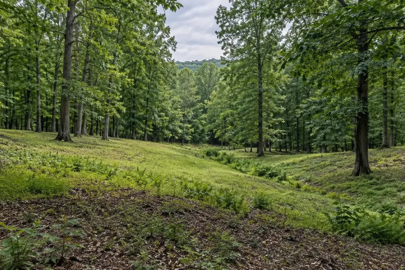 Illustrative wooded Charlotte-area homesite with a natural opening and gentle drainage contours