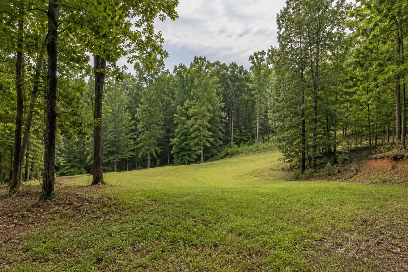 Illustrative wooded Charlotte-area homesite with rolling grade and an open building area