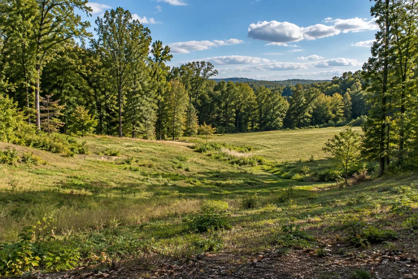 Illustrative open wooded homesite with visible rolling topography in the Charlotte region